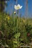 Parnassia soort