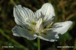 Parnassia soort