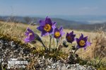 Pasque Flower