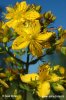 Perforate St John's Wort