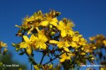 Perforate St John's Wort