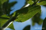 Perforate St John's Wort