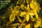 Perforate St John's Wort