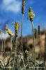 Plantago maritima