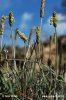 Plantago maritima