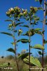 Ploughman's Spikenard