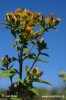 Ploughman's Spikenard