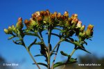 Ploughman's Spikenard