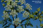 Poison Hemlock