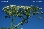 Poison Hemlock