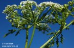 Poison Hemlock