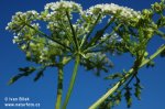 Poison Hemlock