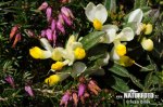 Polygala chamaebuxus