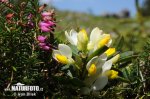 Polygala chamaebuxus