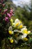 Polygala chamaebuxus