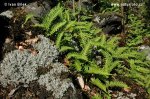 Polypodium vulgare