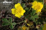 Potentilla arenaria