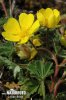 Potentilla arenaria