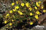 Potentilla neumanniana