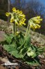 Primula odorosa