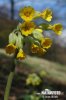 Primula odorosa