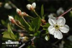 Prunier nain - Cerisier des steppes