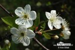 Prunus fruticosa