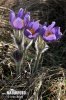 Pulsatilla patens