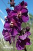 Purple Mullein