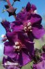 Purple Mullein