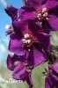 Purple Mullein