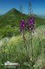 Purple Mullein