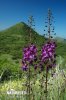 Purple Mullein