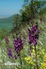 Purple Mullein