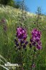 Purple Mullein