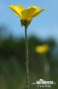 Ranunculus illyricus