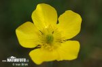 Ranunculus illyricus