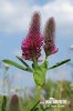 Red Trefoil