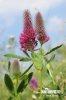 Red Trefoil