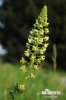 Reseda lutea