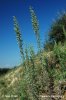 Roman Wormwood