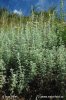 Roman Wormwood