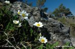 Rosa de roca