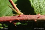 Rubus amphimalacus