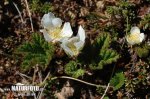 Rubus chamaemorus