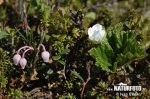 Rubus chamaemorus