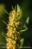 Rumex maritime - Oseille de mer - Patience maritime