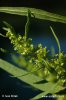 Rumex maritime - Oseille de mer - Patience maritime