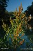 Rumex maritimus