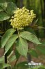 Sambucus racemosa